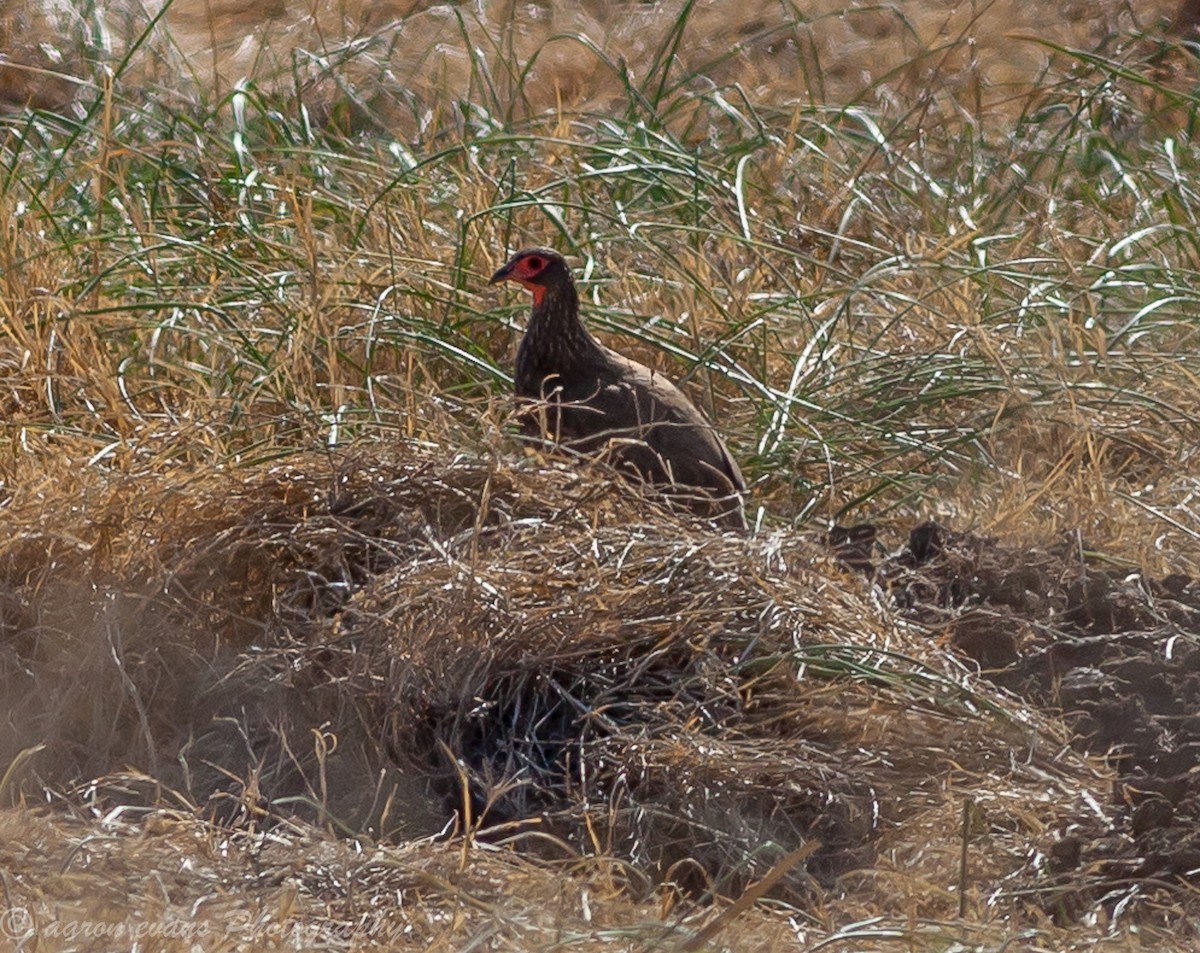 Swainson's Spurfowl - ML66787611