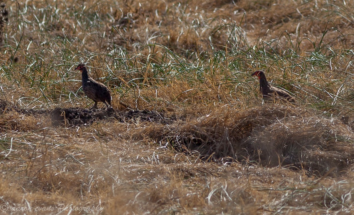 Swainson's Spurfowl - ML66787621