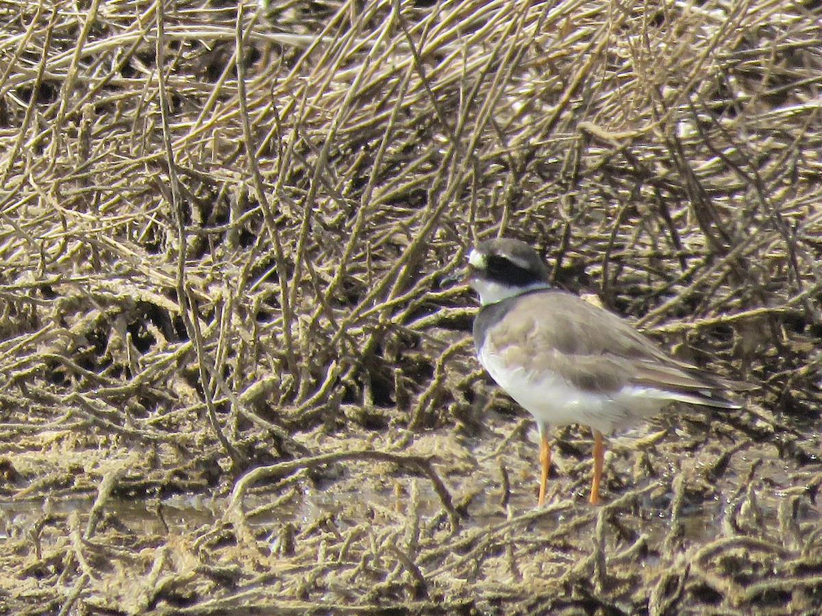 Common Ringed Plover - ML66788021