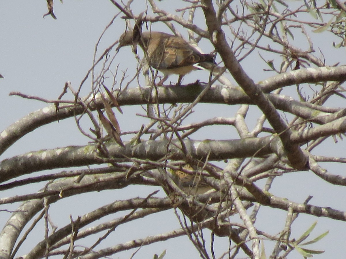 European Turtle-Dove - Pedro Fernandes