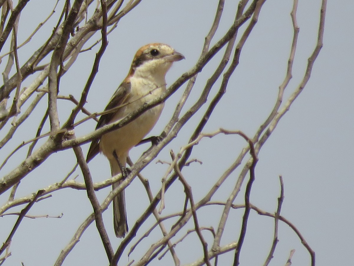 Woodchat Shrike - Pedro Fernandes