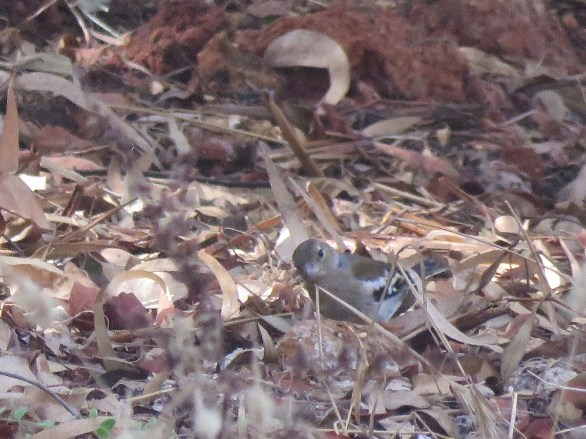 pěnkava africká (ssp. africana) - ML66788211