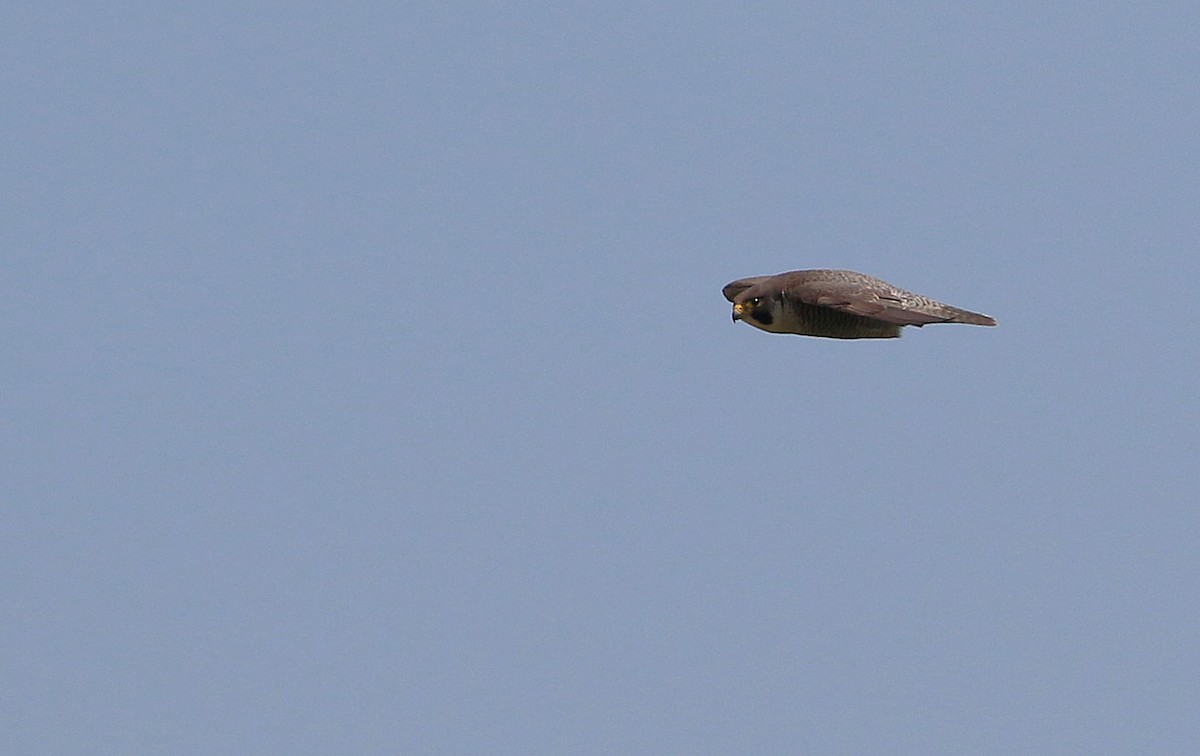 Peregrine Falcon - ML66788451