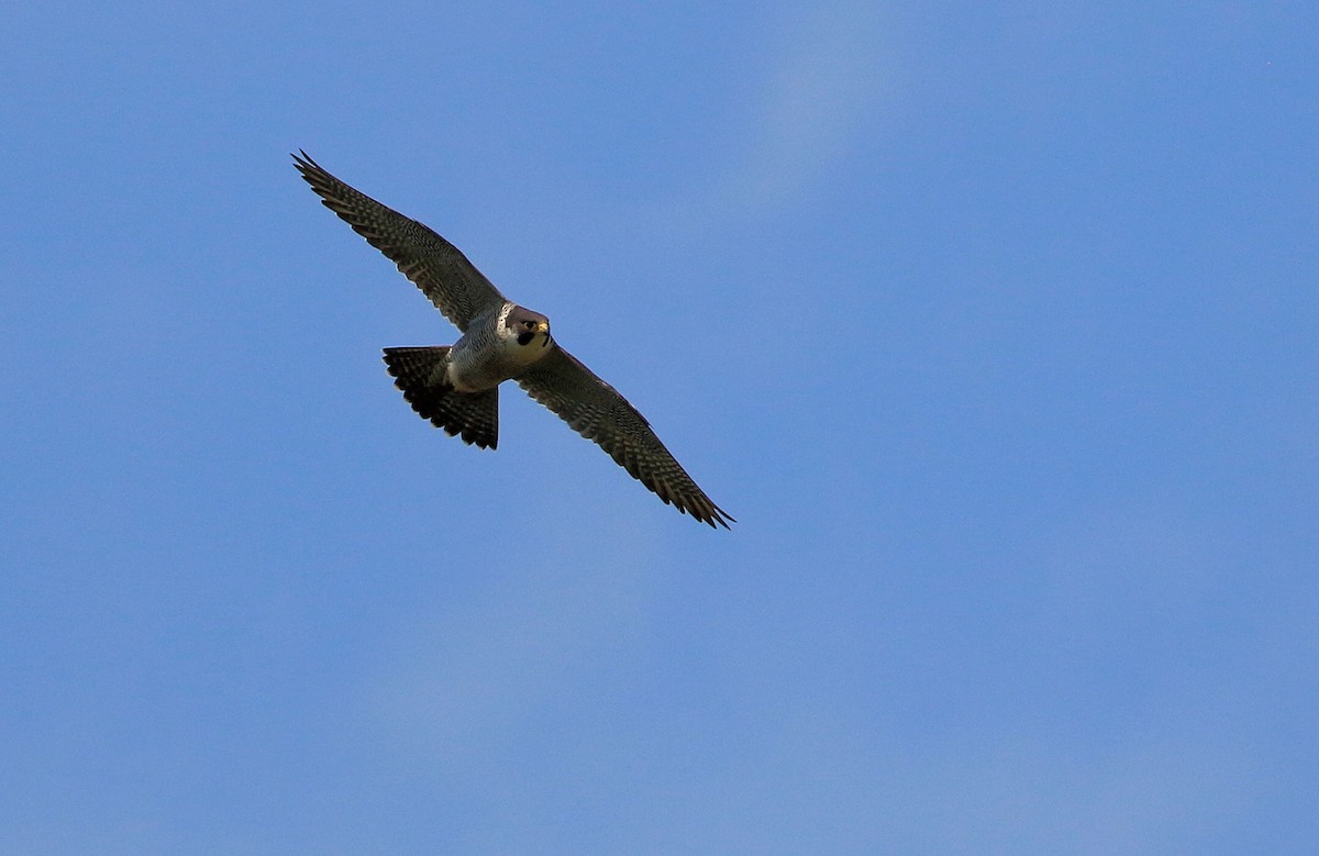 Halcón Peregrino - ML66788461