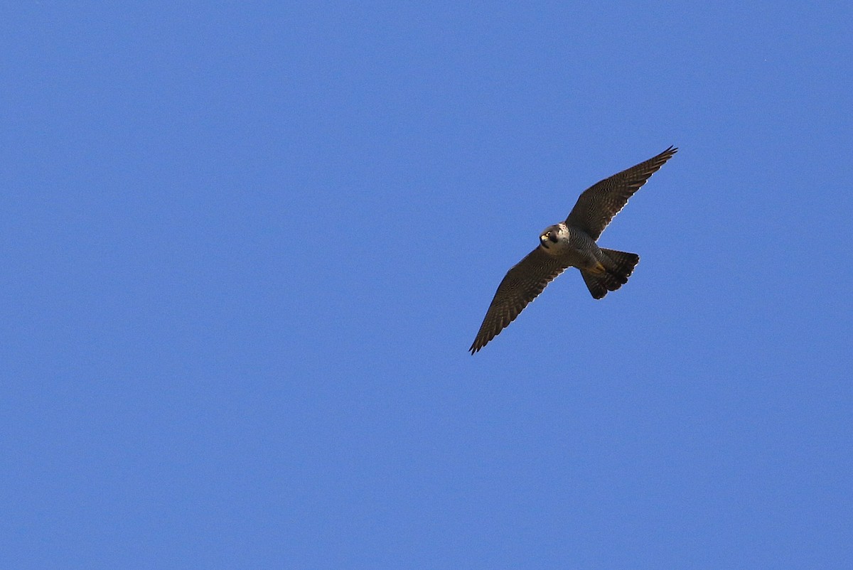 Peregrine Falcon - ML66788471