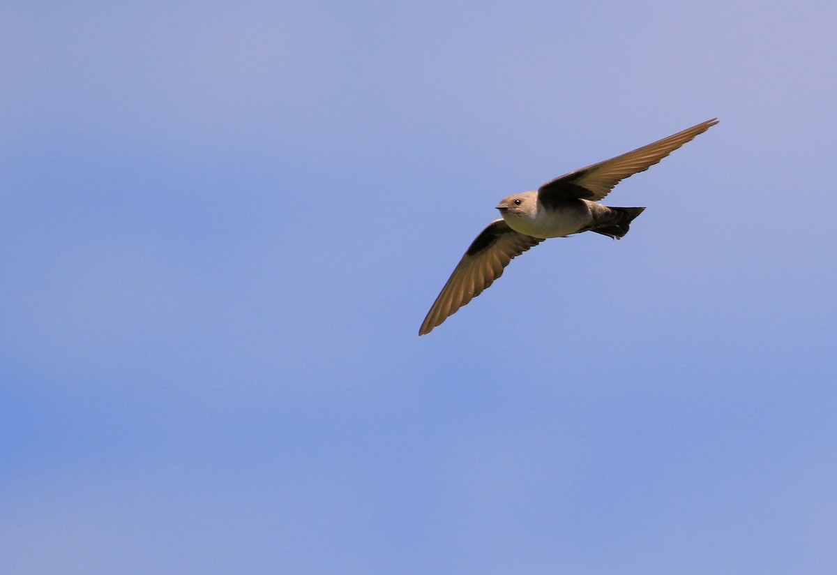 Eurasian Crag-Martin - Patrick MONNEY