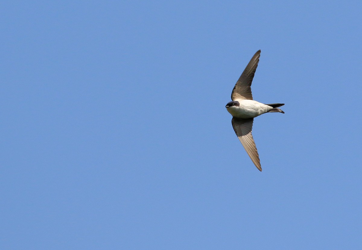 Western House-Martin - ML66788511