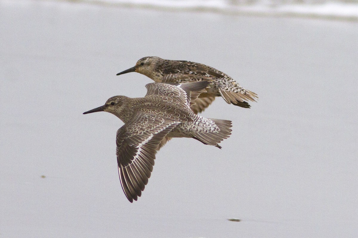 Red Knot - ML66788821