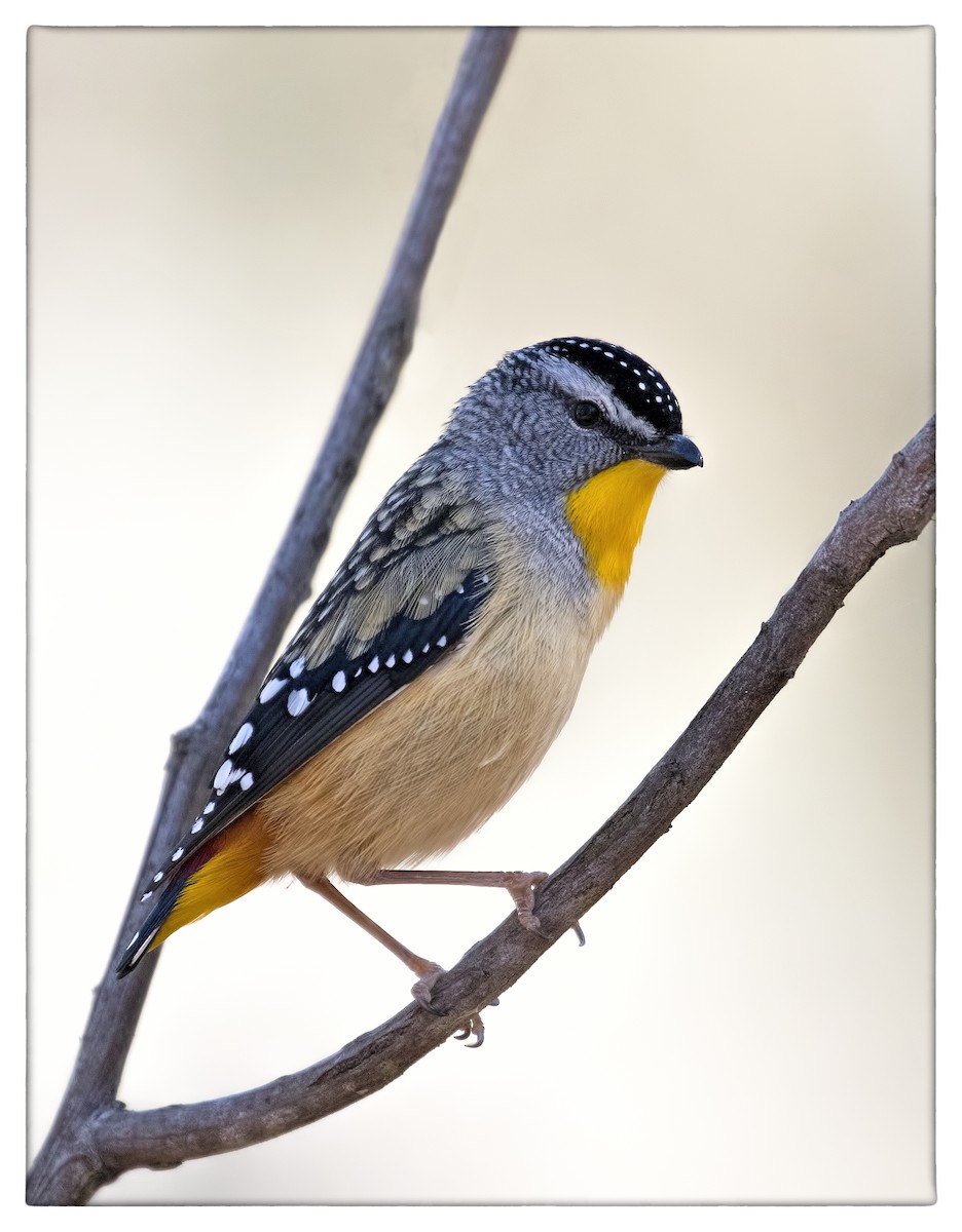 Pardalote Moteado - ML66790431