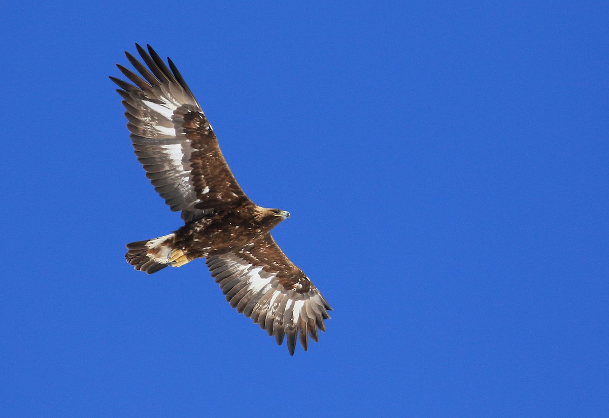 Águila Real - ML66792631