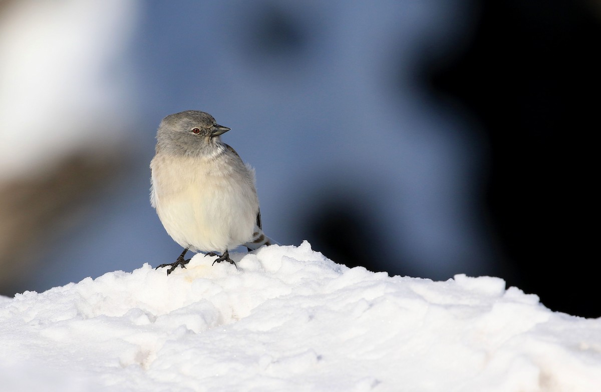 White-winged Snowfinch - Patrick MONNEY