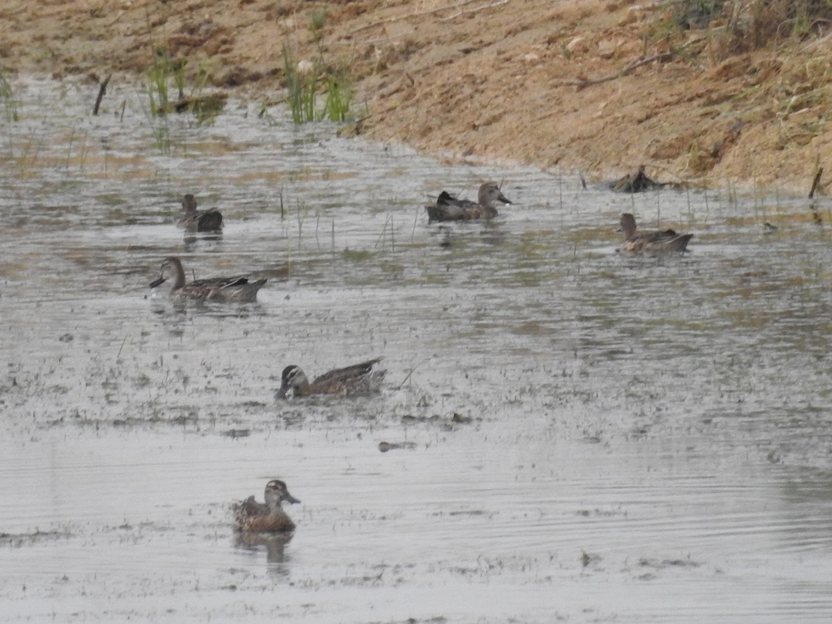 Garganey - ML66793951