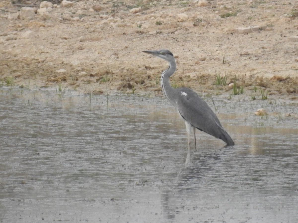 Gray Heron - ML66793991