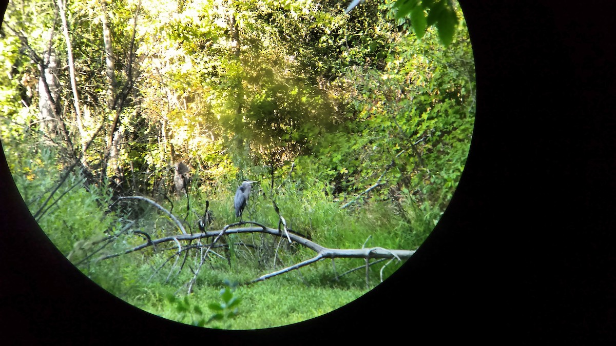 Great Blue Heron - ML66794521