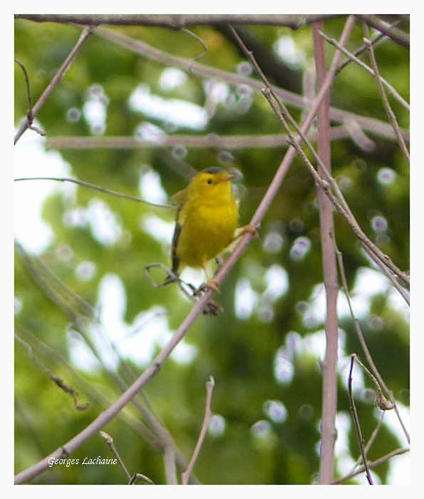 Wilson's Warbler - Georges Lachaîne