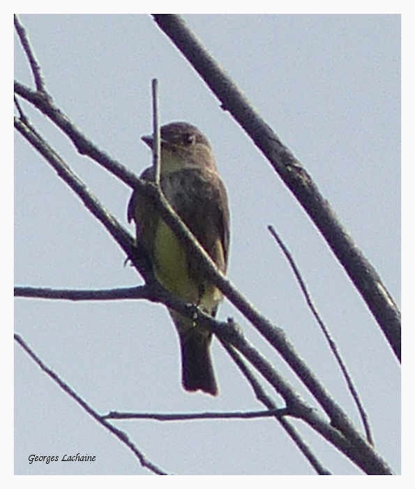 Olive-sided Flycatcher - ML66795331