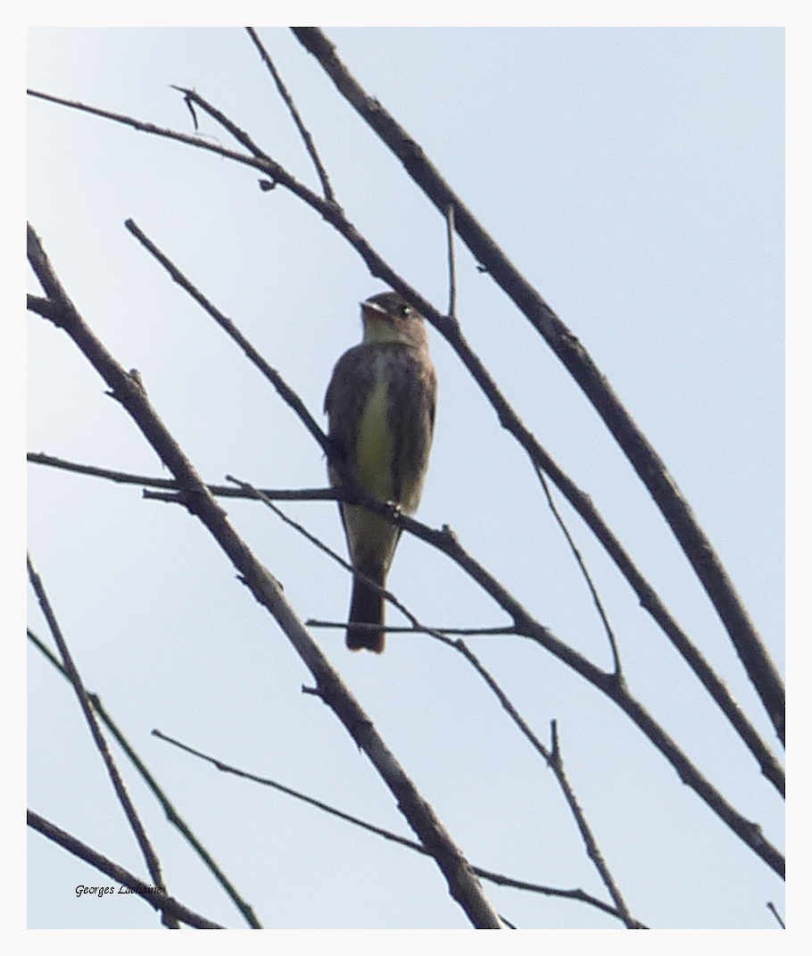 Olive-sided Flycatcher - ML66795361