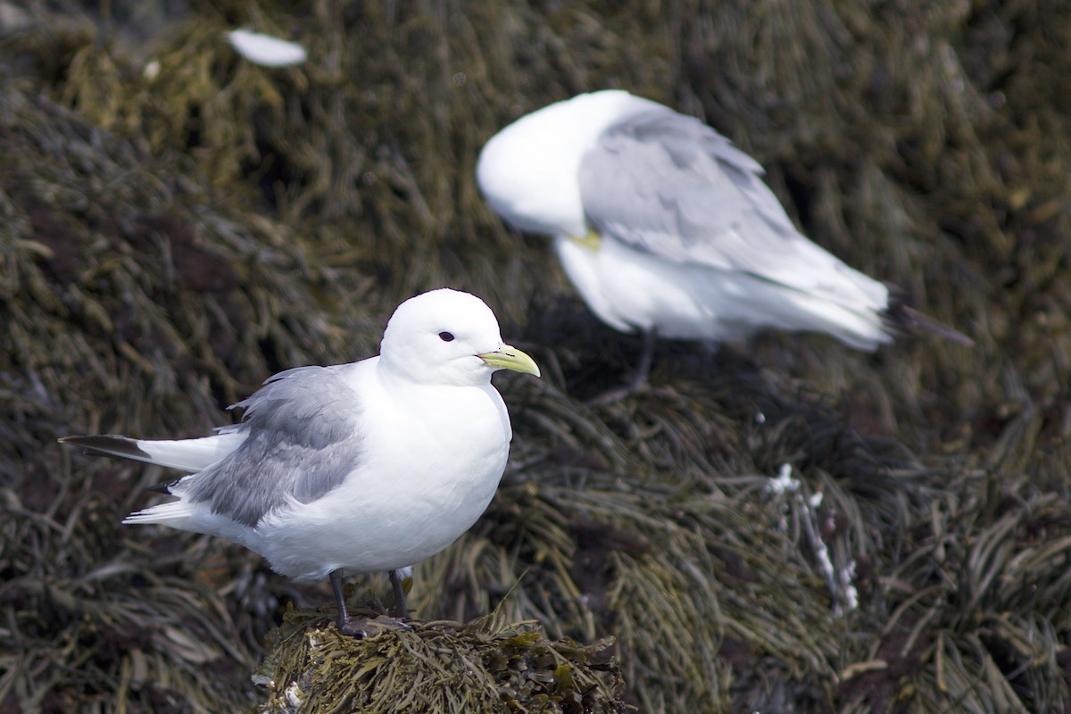 Black-legged Kittiwake - Doug Hitchcox