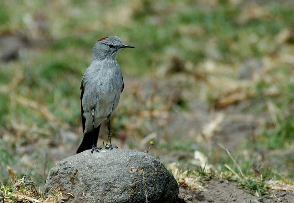 Rufous-naped Ground-Tyrant - ML66796141