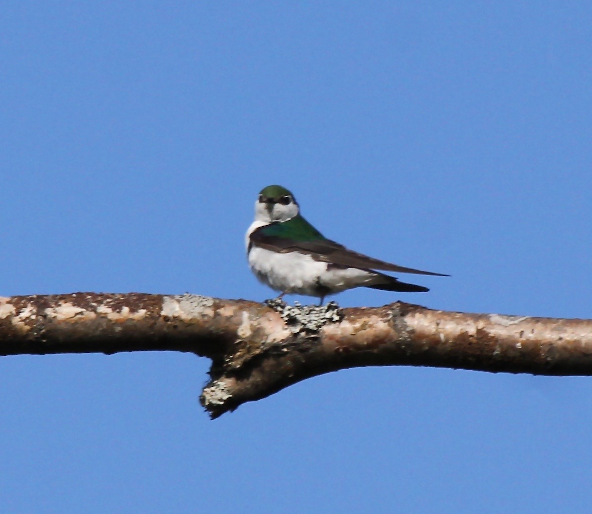 Violet-green Swallow - ML66796741