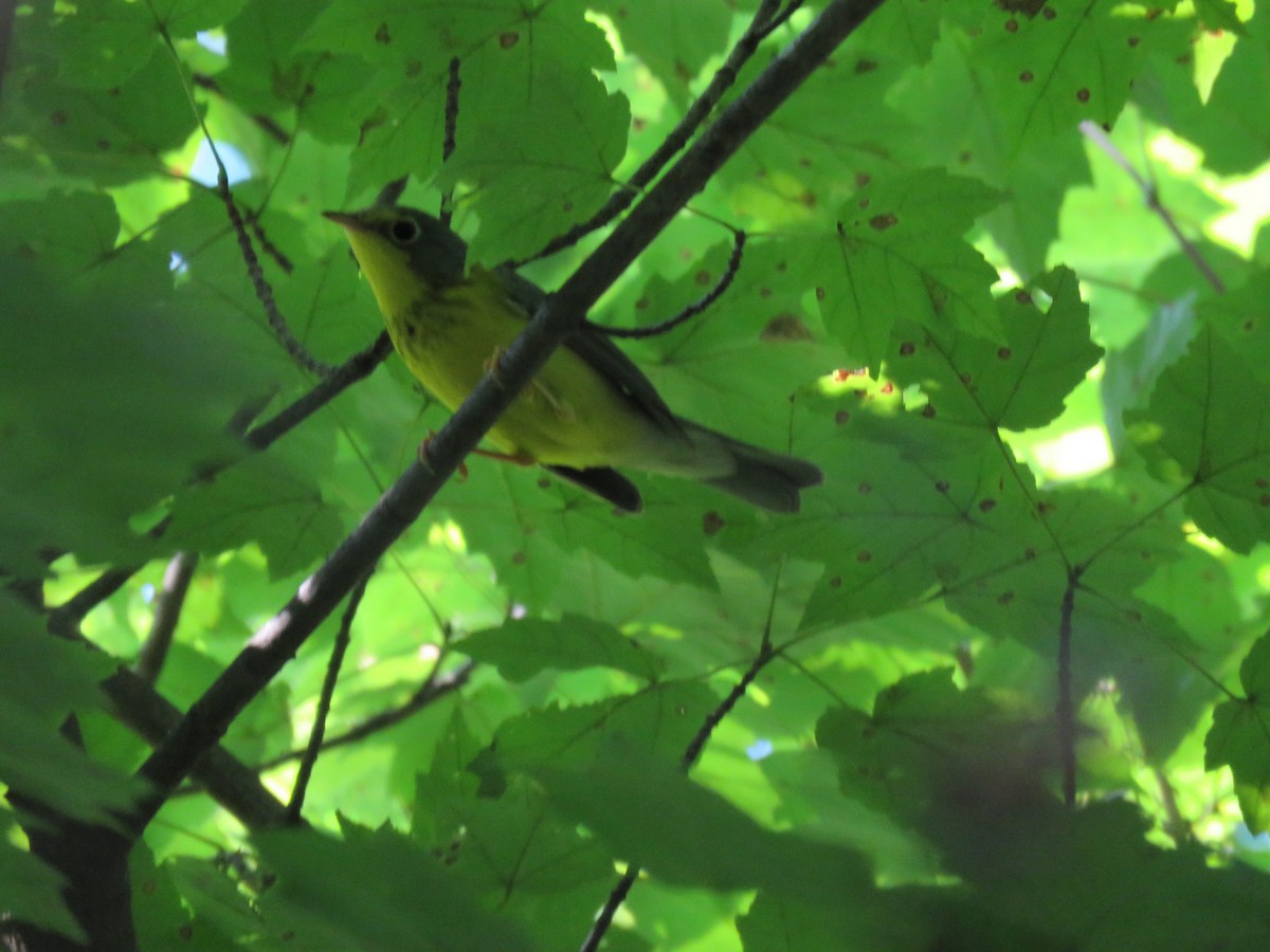 Canada Warbler - ML66797191