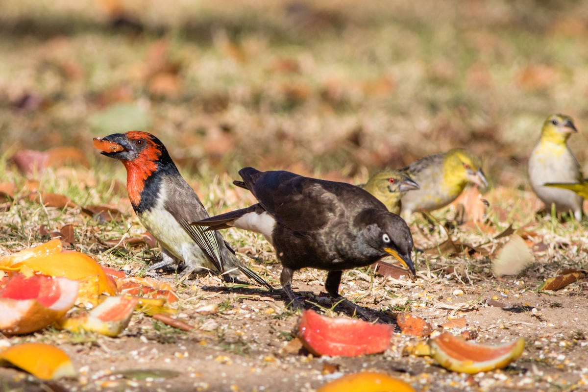 African Pied Starling - ML66799631