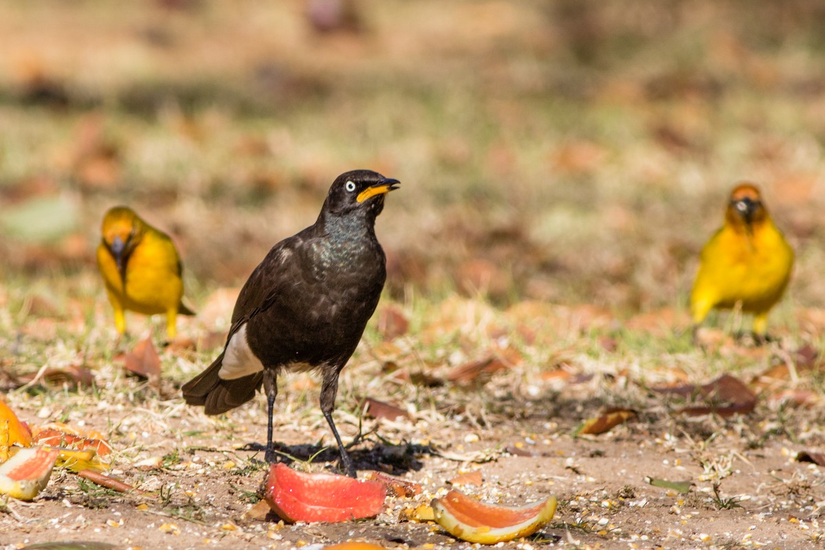 African Pied Starling - Neil Hayward