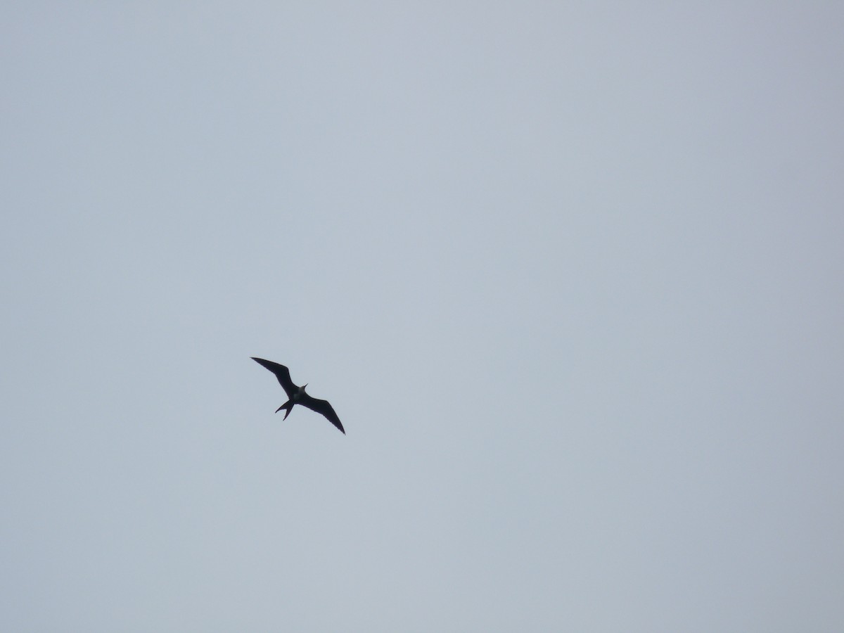 Magnificent Frigatebird - ML66799741