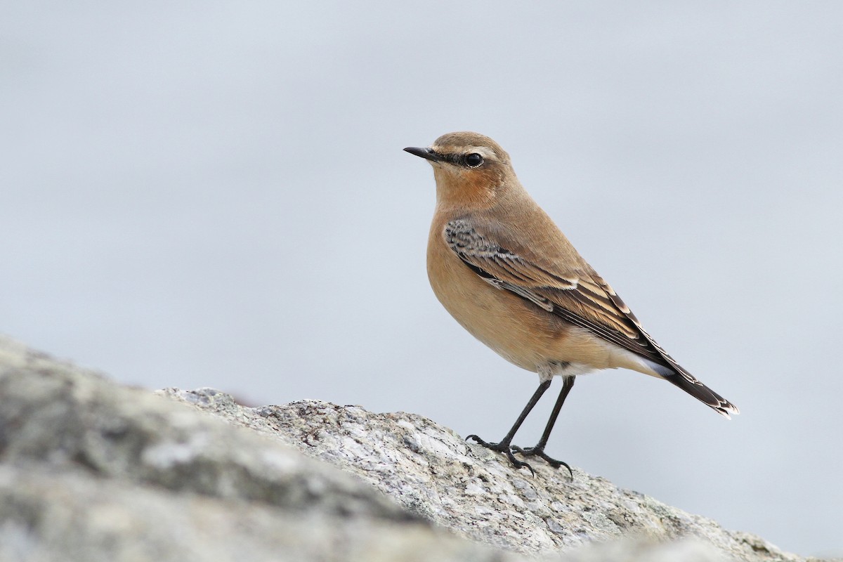 Northern Wheatear - Evan Lipton