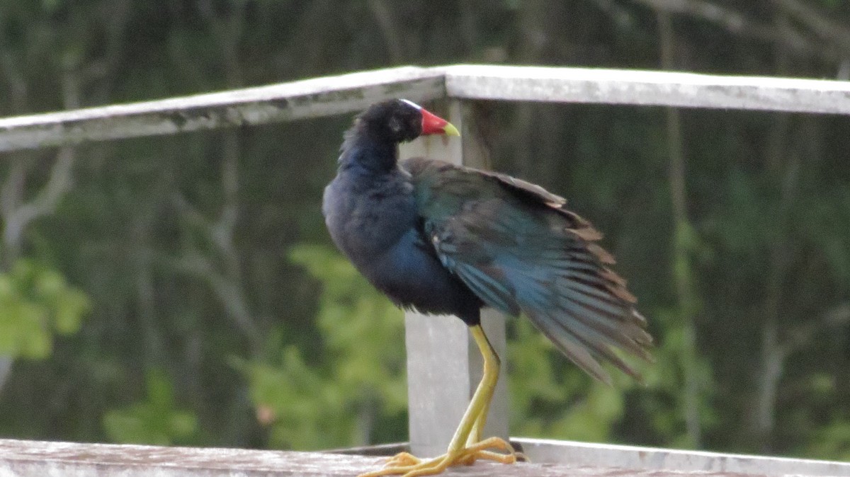 Purple Gallinule - ML66801071