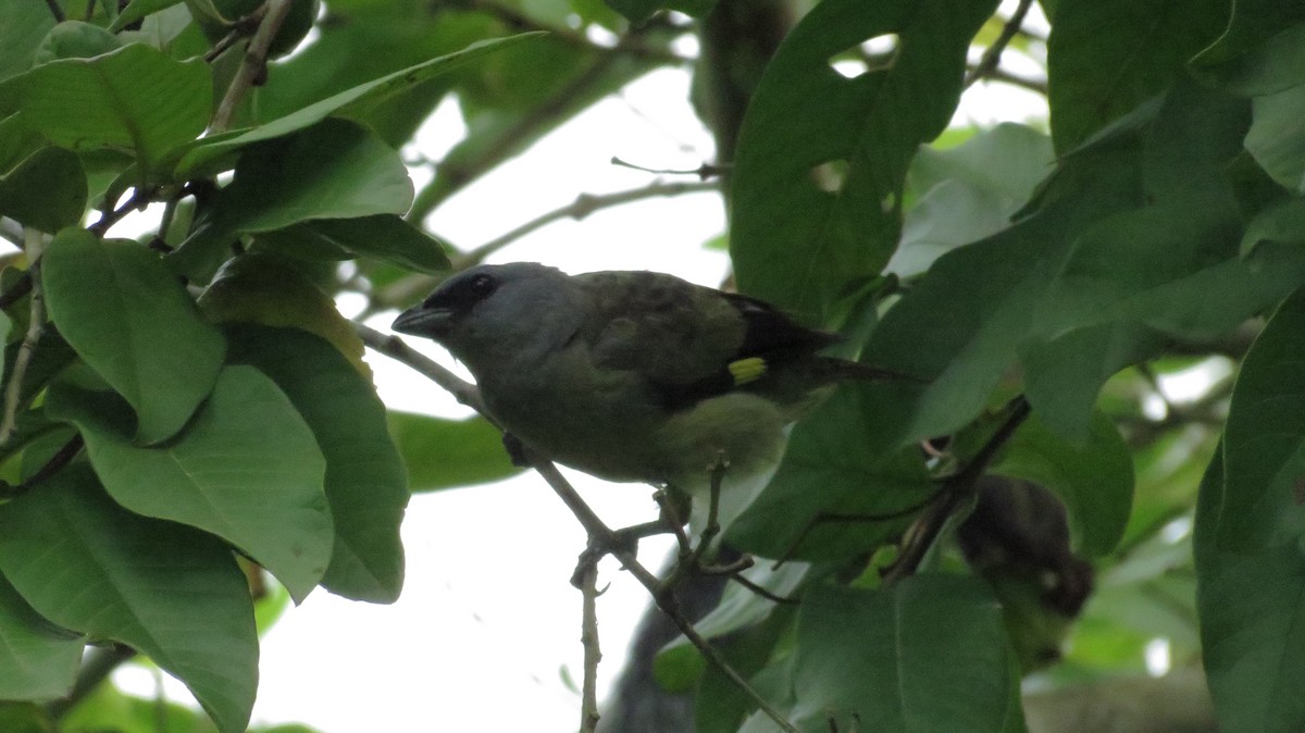 Yellow-winged Tanager - ML66801221