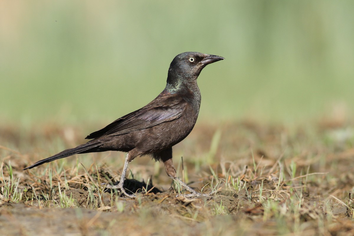 Common Grackle - Evan Lipton