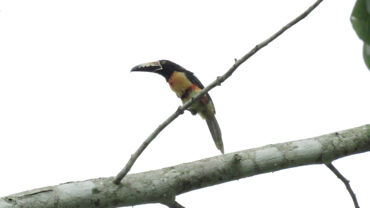 Collared Aracari - ML66801411