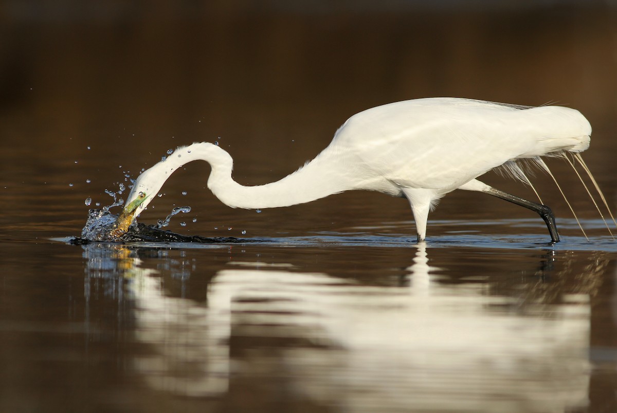 Great Egret - ML66801721