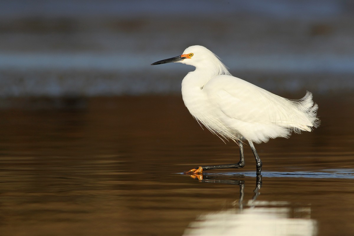 Snowy Egret - Evan Lipton