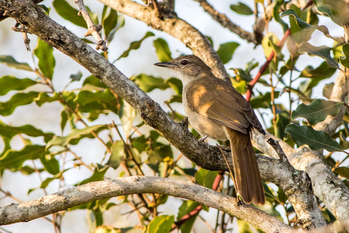 Terrestrial Brownbul - Neil Hayward