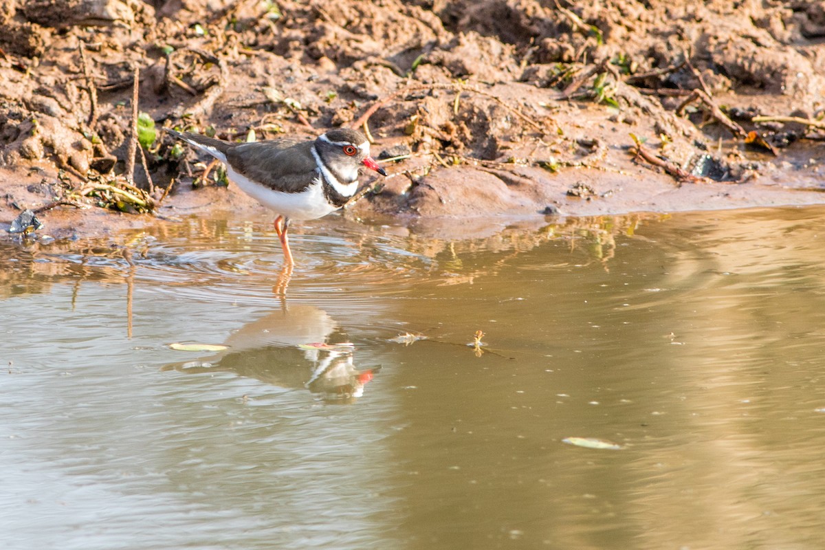 Three-banded Plover - ML66802101