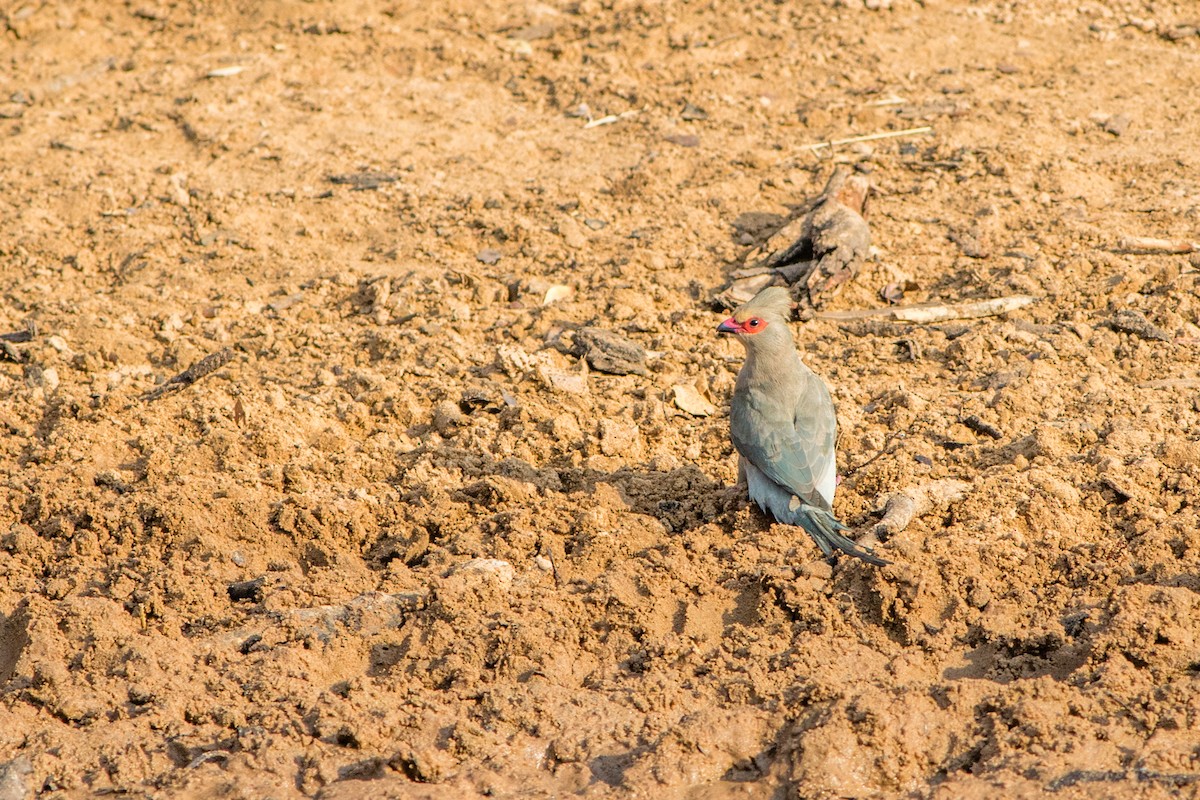 Red-faced Mousebird - ML66802121