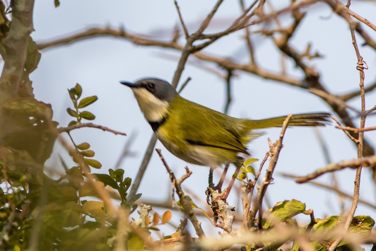 Rudd's Apalis - ML66802141