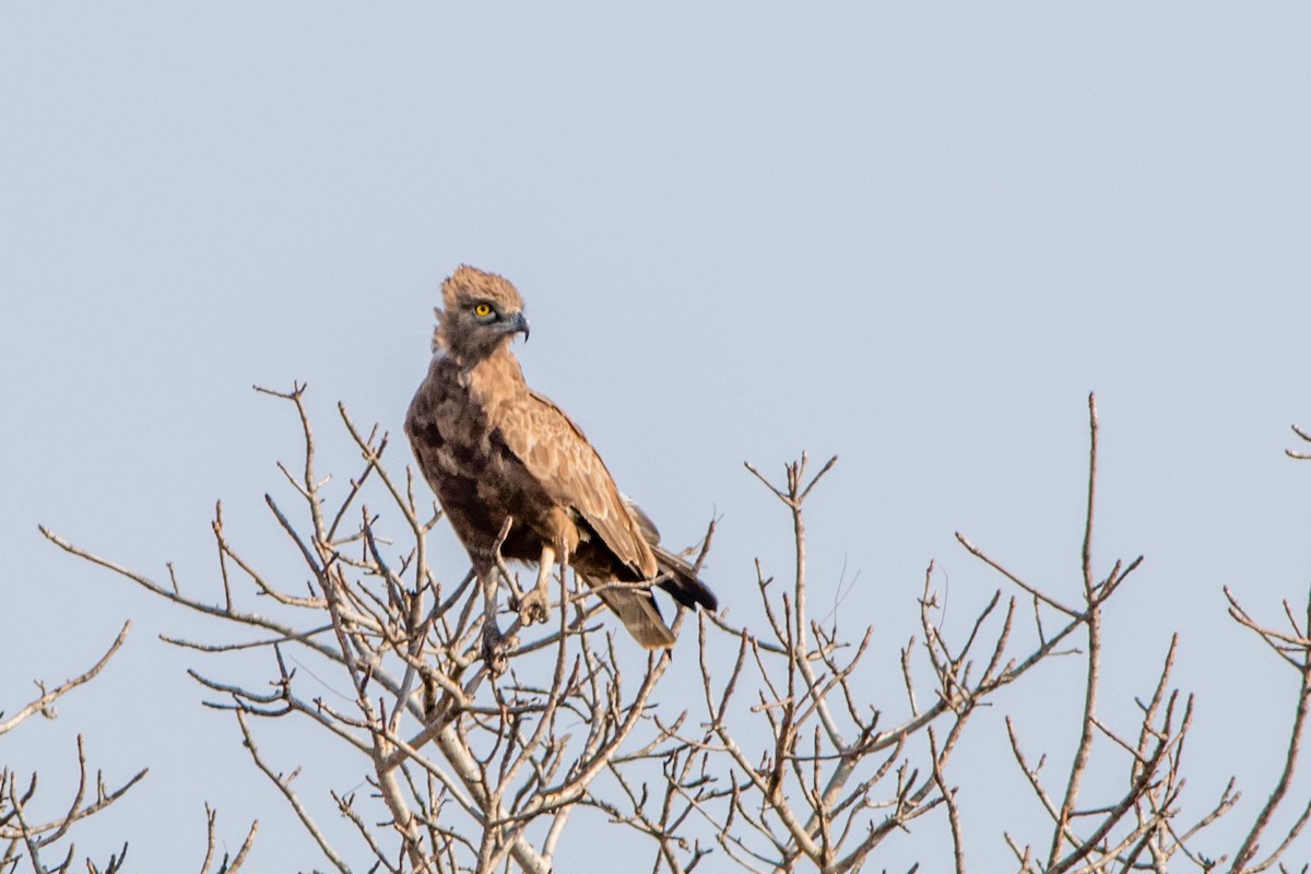 Brown Snake-Eagle - ML66802151