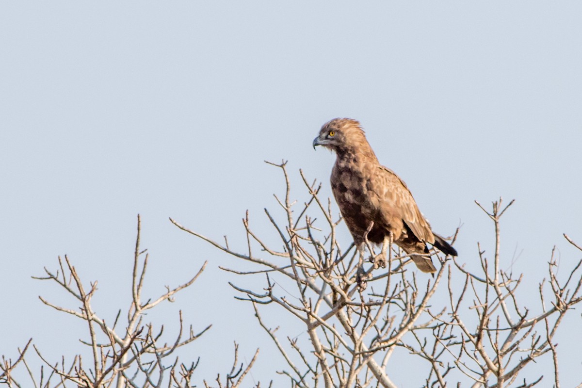 Brown Snake-Eagle - ML66802161