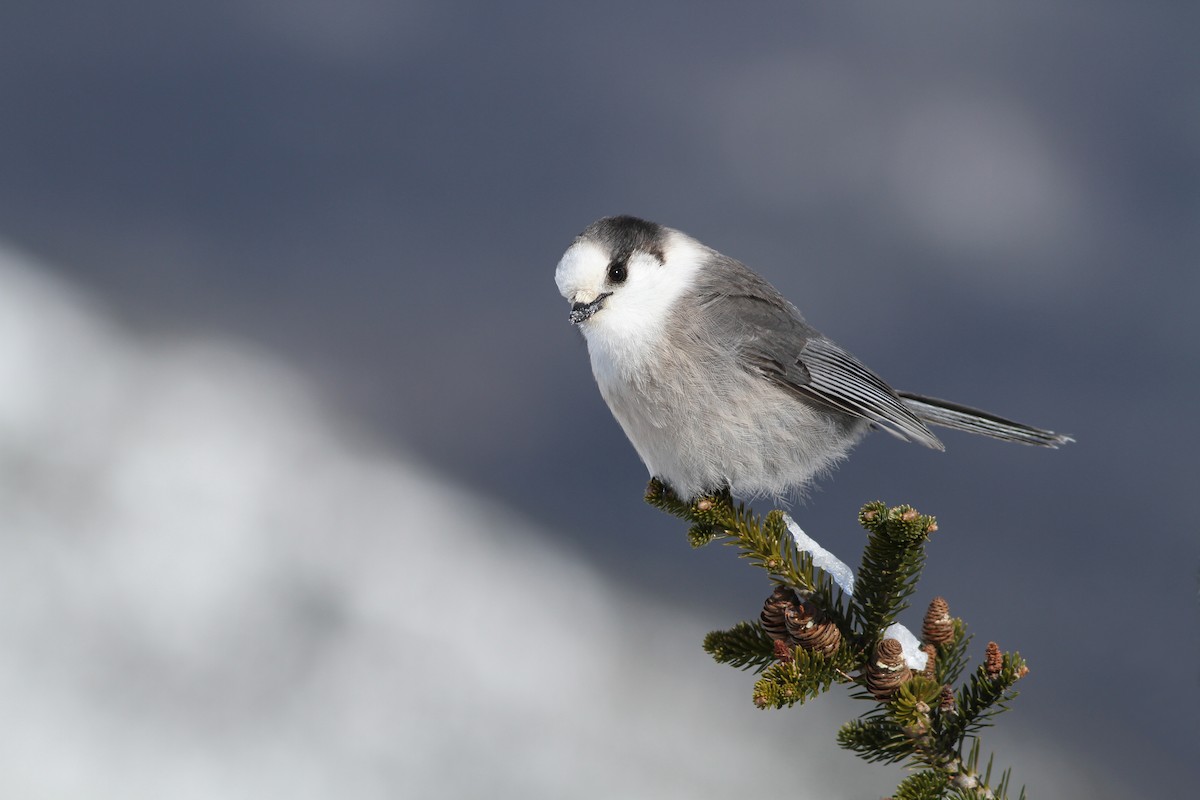 Canada Jay - ML66802191