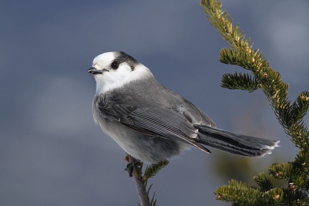 Canada Jay - ML66802211