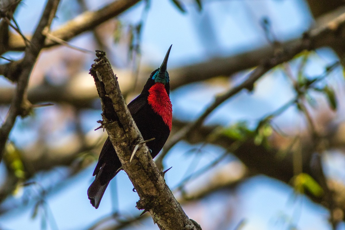 Scarlet-chested Sunbird - ML66802271