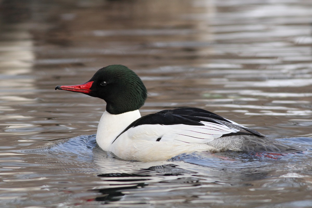 Common Merganser - Evan Lipton