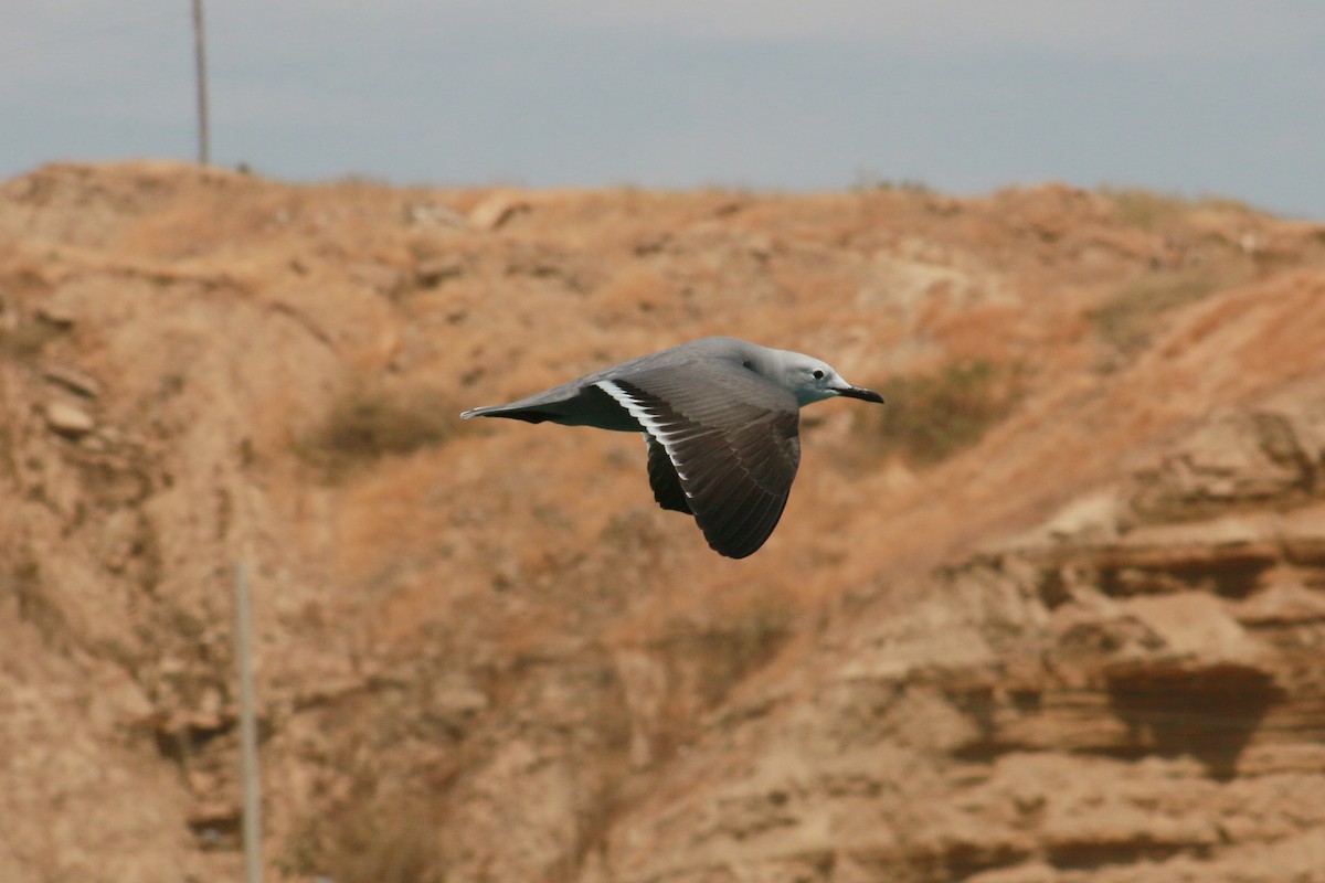 Gray Gull - ML66803001