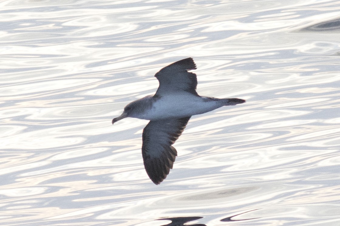 Cory's Shearwater - ML66804211