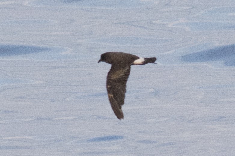 Band-rumped Storm-Petrel - David Brown