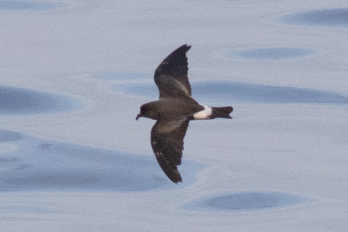 Band-rumped Storm-Petrel - David Brown