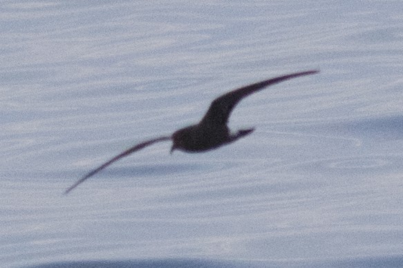 Band-rumped Storm-Petrel - David Brown